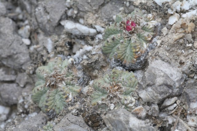 aztekiumritteri9.jpg