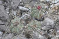 aztekiumritteri9_small.jpg