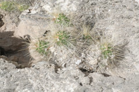 echinocereusvierecki.jpg