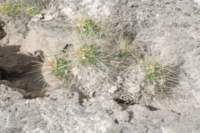 echinocereusvierecki_small.jpg