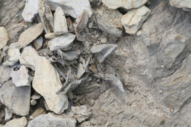 ariocarpusscapharostrus.jpg