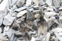 ariocarpusscapharostrus3_small.jpg