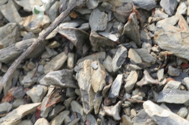 ariocarpusscapharostrus5.jpg