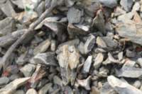 ariocarpusscapharostrus5_small.jpg