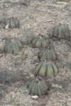 echinocactushorizonthalonius_small.jpg