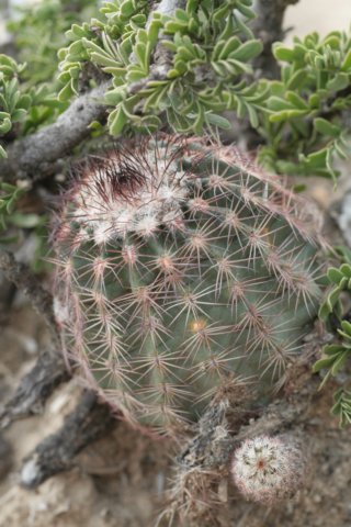 echinocereusreichenbachii.jpg