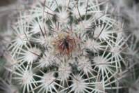 echinocereusreichenbachii2_small.jpg
