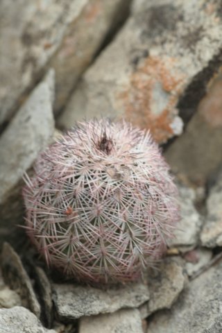 echinocereusreichenbachii3.jpg