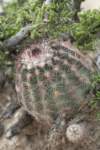 echinocereusreichenbachii_small.jpg