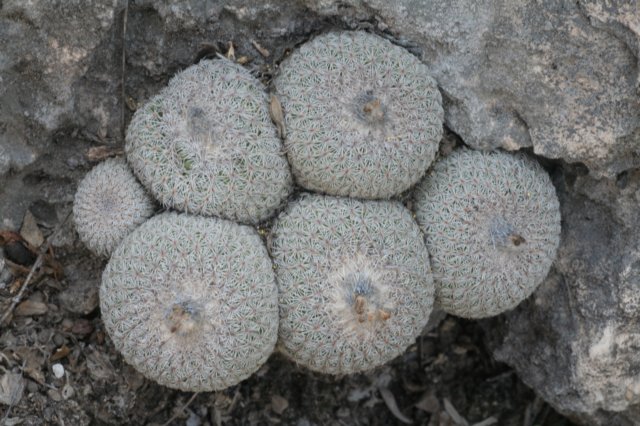 epithelanthaunguispina.jpg