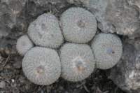 epithelanthaunguispina_small.jpg