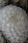 mammillariaplumosa3_small.jpg