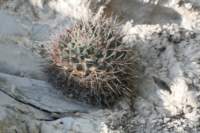 mammillariarubrograndis_small.jpg