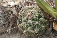 thelocactustulensis_small.jpg