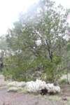 cylindropuntiatunicata_small.jpg