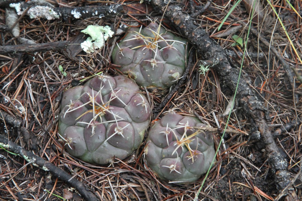 thelocactusbuekii.jpg