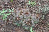 thelocactusbuekii2_small.jpg
