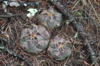 thelocactusbuekii_small.jpg