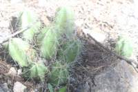 echinocereusenneacanthus_small.jpg