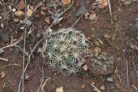 coryphanthahintoniorumvargeoffreyi_small.jpg
