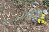 echinocereusknippelianusleftmammillariawinteraeright_small.jpg