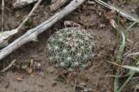 coryphanthadelicata_small.jpg