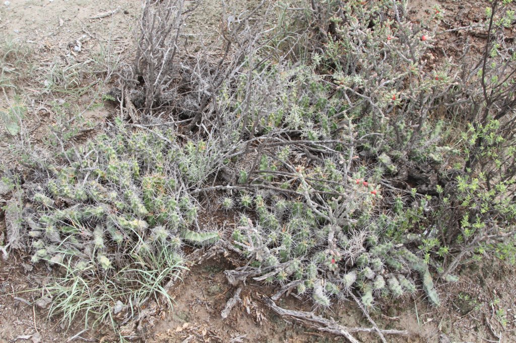 echinocereuspentalophus.jpg