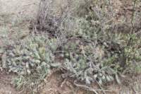 echinocereuspentalophus_small.jpg