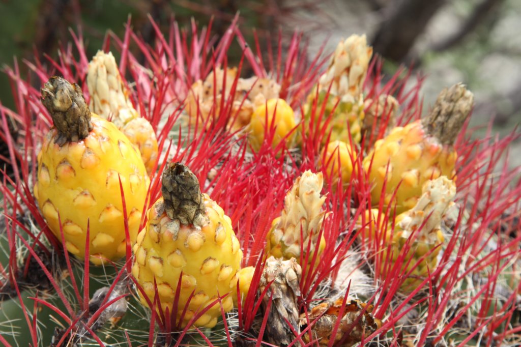 ferocactuspilosus2.jpg