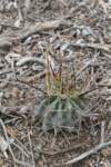 glandulicactusuncinatus_small.jpg