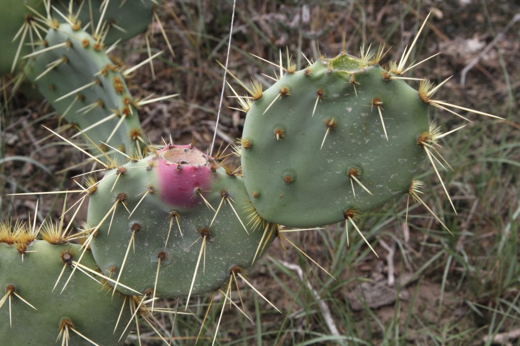 opuntiastricta2.jpg