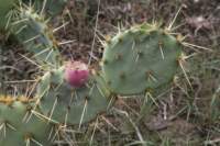 opuntiastricta2_small.jpg