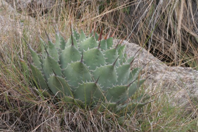 agave.jpg