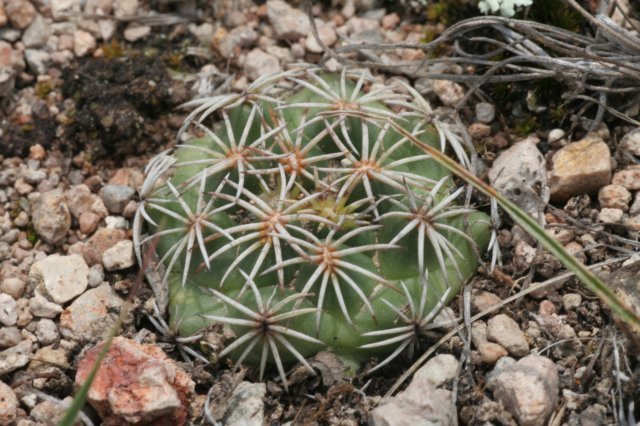 coryphanthapallida2.jpg