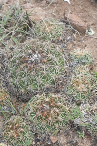 coryphanthapallida3.jpg