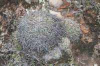 coryphanthapallida_small.jpg
