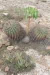 ferocactuslatispinus2_small.jpg