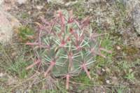 ferocactuslatispinus3_small.jpg