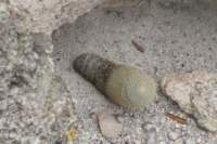 mammillariaflavicentra3_small.jpg