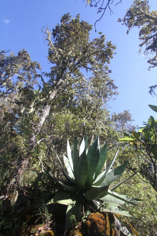 agaveatrovirens3.jpg