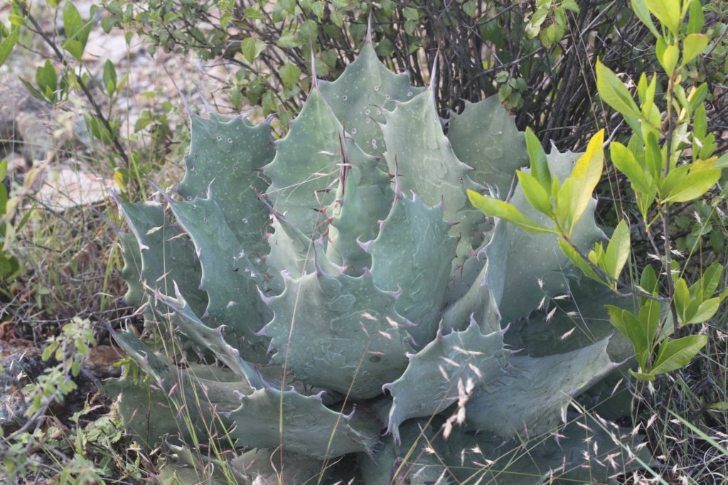 agavetitanota.jpg