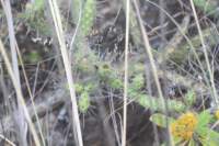 cylindropuntiapubescenspestifer_small.jpg