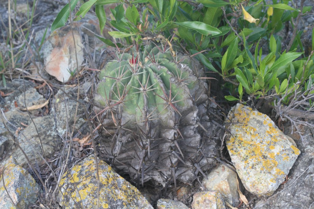 ferocactuslatispinusvargreenwoodii.jpg