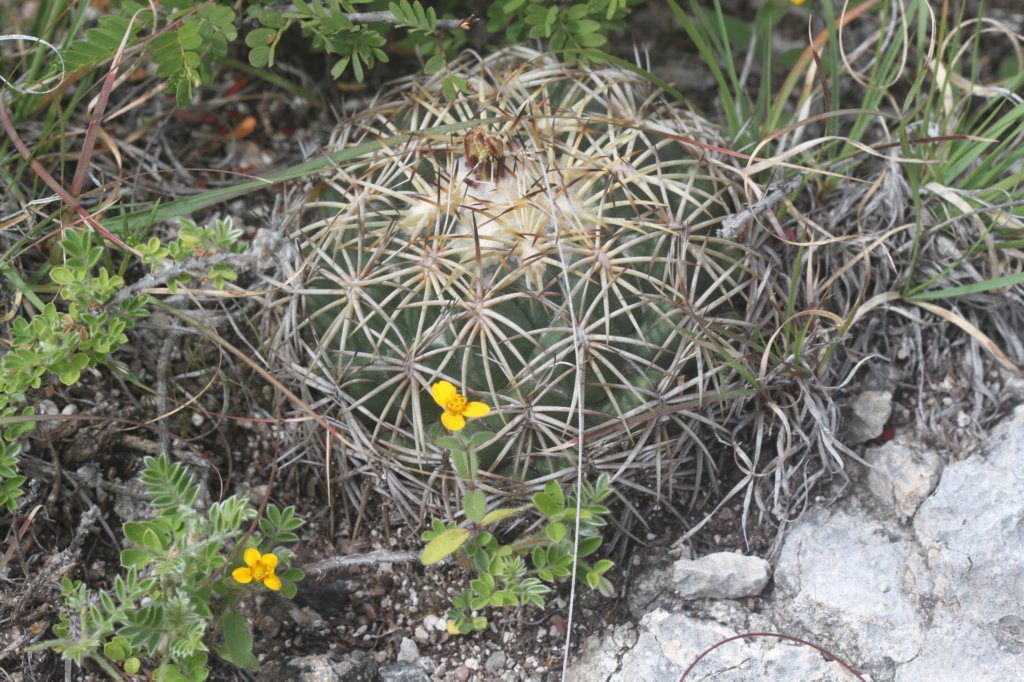 coryphantharetusa.jpg
