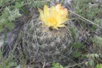 coryphantharetusa2_small.jpg