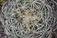 coryphantharetusa3_small.jpg