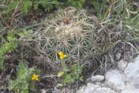 coryphantharetusa_small.jpg