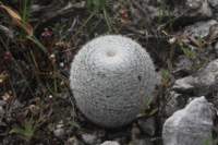 mammillariahaageana2_small.jpg