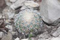 mammillariasolisoides2_small.jpg