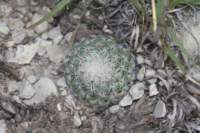 mammillariasolisoides3_small.jpg